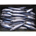 Pacific Mackerel congelado 100-200G para alimentos enlatados